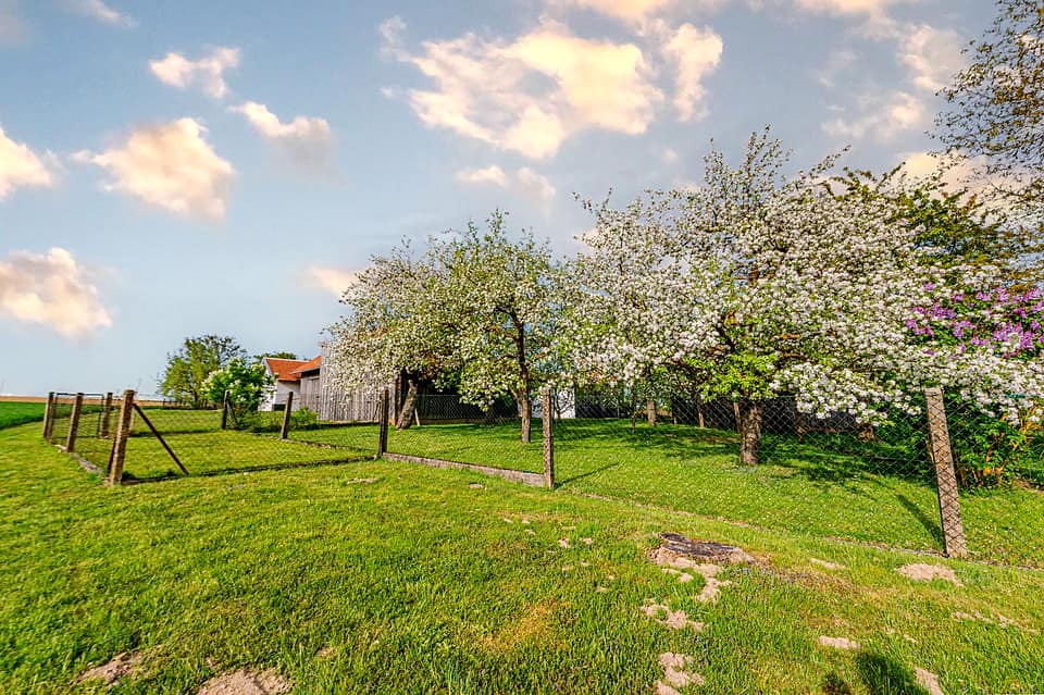 Obstwiese mit blühenden Bäumen hinter dem Haus